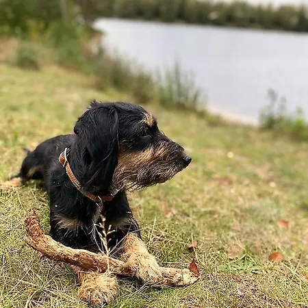 Moewe, Doppelhaushaelfte Fuer Bis Zu 4 Personen Mit Garten Und Sauna, Hunde Erlaubt! *